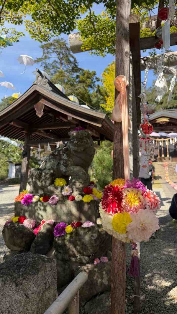 小鹿神社の境内で、狛犬の台座の周りと吊るした花玉が、赤、黄、ピンク、紫のダリアで飾られている