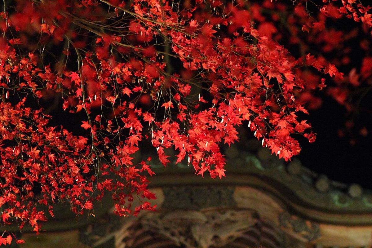 暗い夜空を背に照らされた真っ赤なもみじの枝と、その下に見える寺の屋根の装飾
