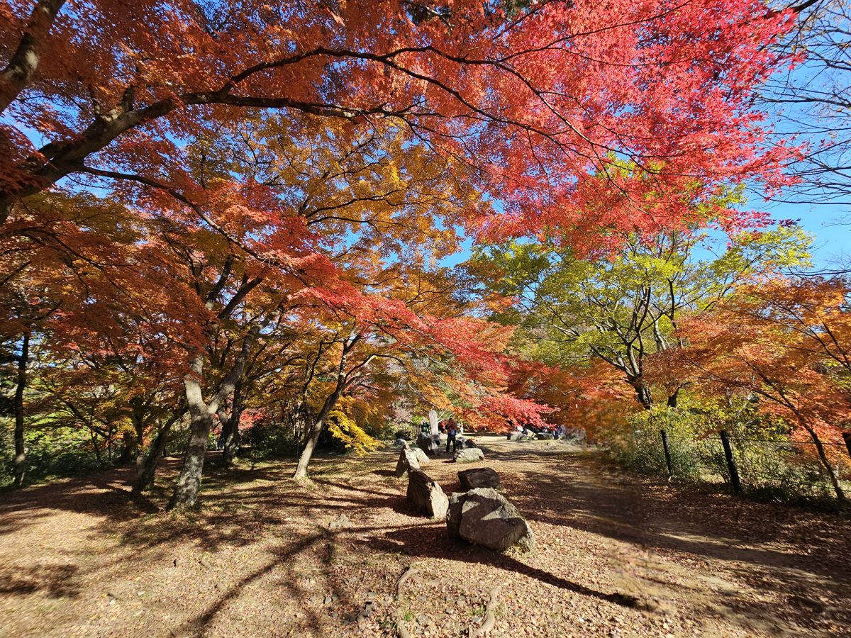 赤や黄色に色づいたモミジの木々の下に、落ち葉の積もった散策路と岩が続く嵐山渓谷の風景