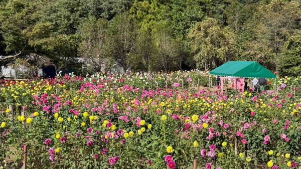 山あいの園地に、ピンク、黄、赤、白のダリアが一面に咲き、奥に緑のテントが見える