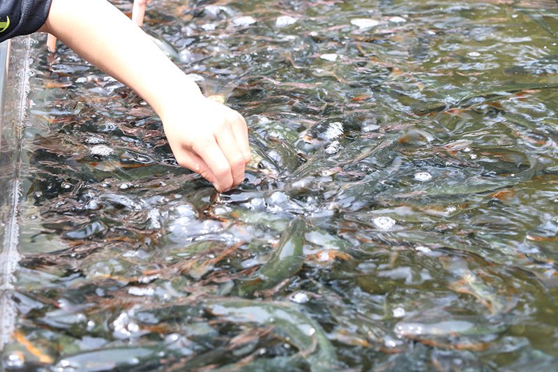 屋外水槽に手を入れた子どもの手元に、たくさんの川魚が群がっている