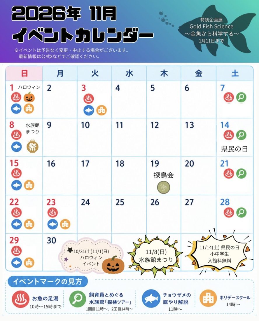 11月の日付ごとにお魚の足湯・探検ツアー・チョウザメの餌やり解説・ホリデースクールのマークが並び、8日に水族館まつり、14日に県民の日（小中学生入館料無料）、19日に探鳥会と書かれたカレンダー