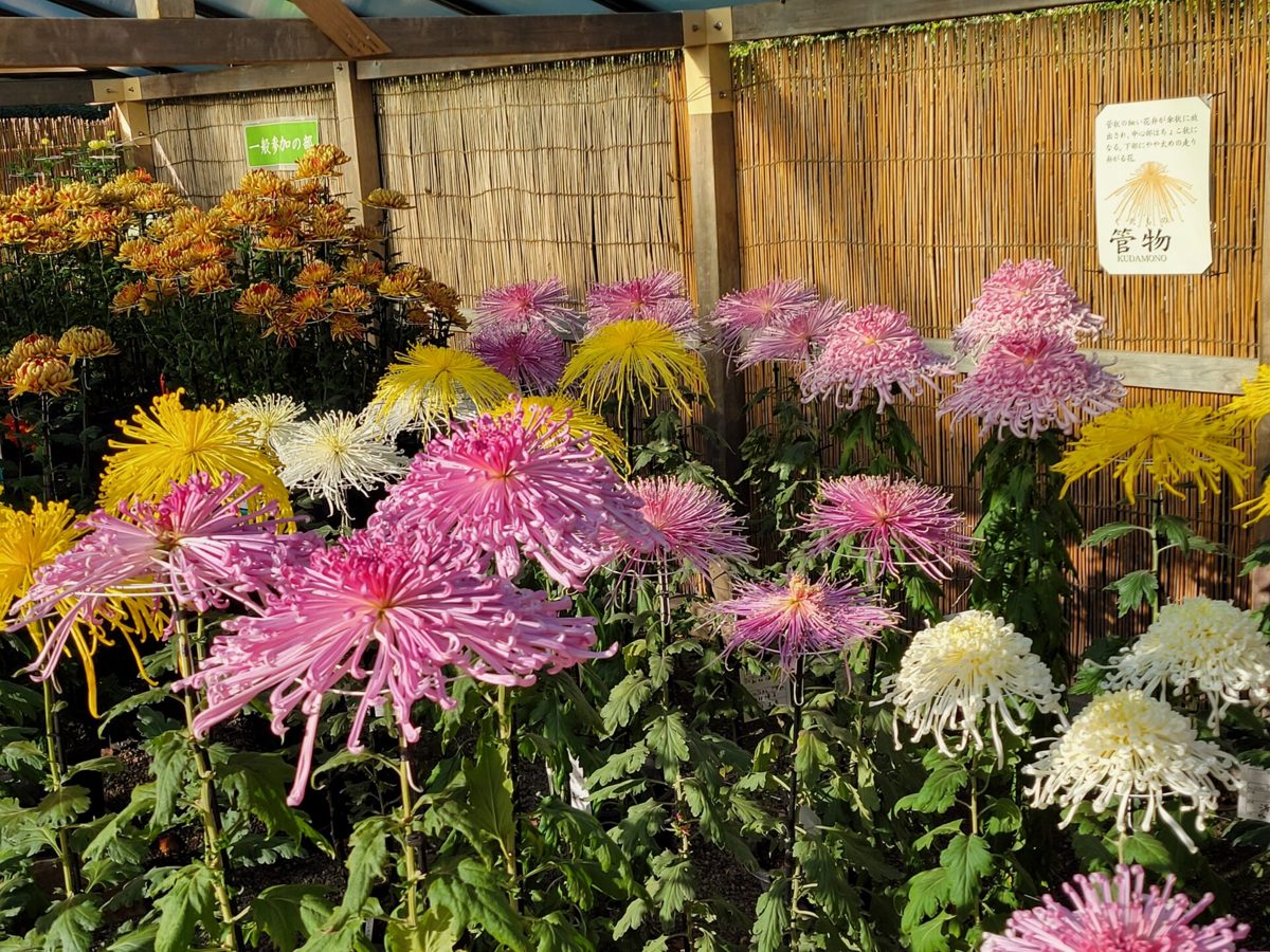 よしずの展示小屋に並ぶピンク・白・黄色の菊。細い花びらが垂れる菊が手前にある