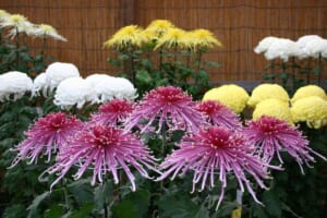 竹垣を背に並ぶ大菊。手前にピンクの細い花びらの菊、奥に白と黄色の丸い大菊