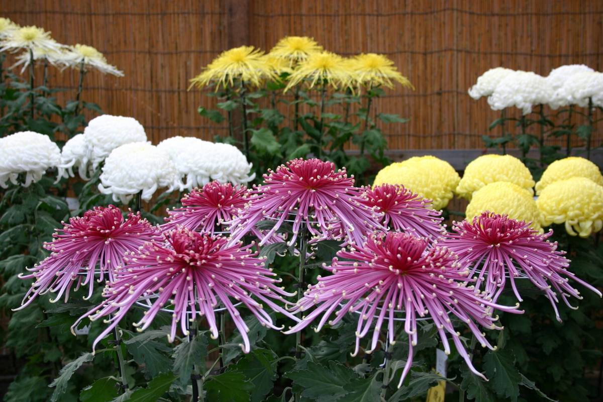 竹垣を背に並ぶ大菊。手前にピンクの細い花びらの菊、奥に白と黄色の丸い大菊