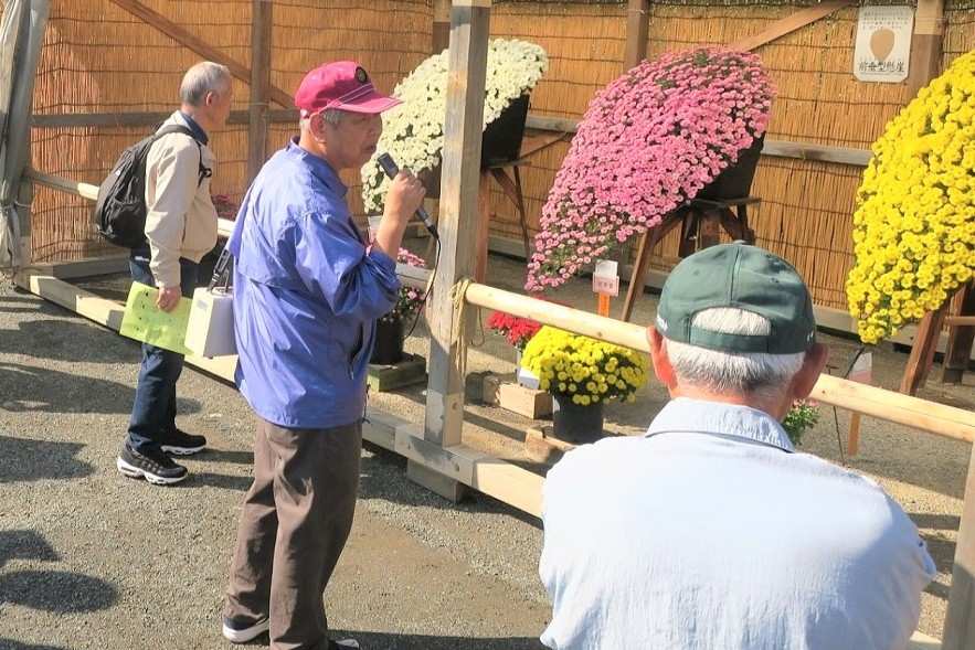 菊の展示の前で、マイクを持った愛好家が来場者に説明している様子