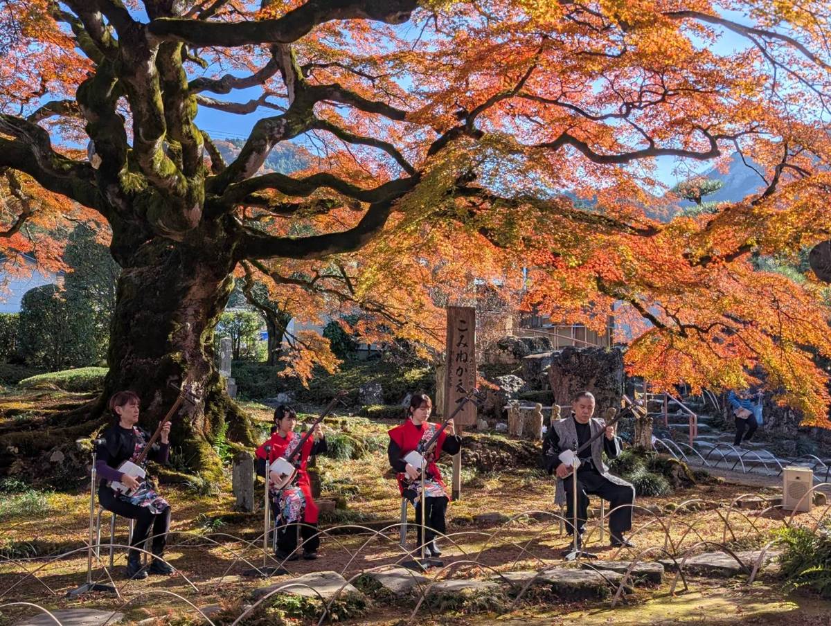 紅葉した大きなモミジの木の下で、三味線を演奏する4人