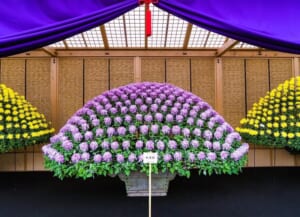紫の幕が掛かった上家の中で、紫色の菊が数百輪、半円形にそろって咲く大作り花壇