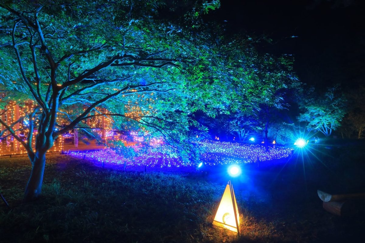 青と緑の光に照らされたカエデの木の下に、青い電球が敷き詰められた地面と三角形の行灯が並ぶ夜の写真