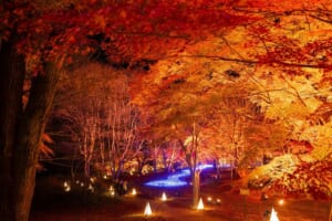 赤や橙に照らされたカエデの木々の下に、青いイルミネーションの帯と三角形の灯りが並ぶ夜の園路の写真