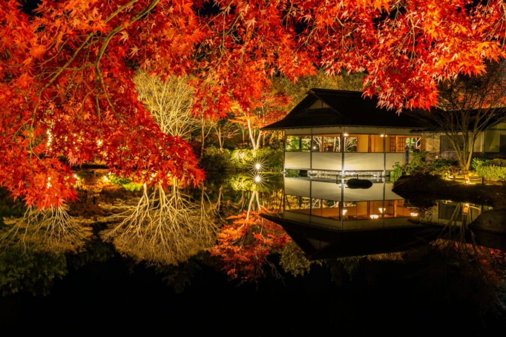 池に映る昭和記念公園日本庭園のモミジのライトアップ
