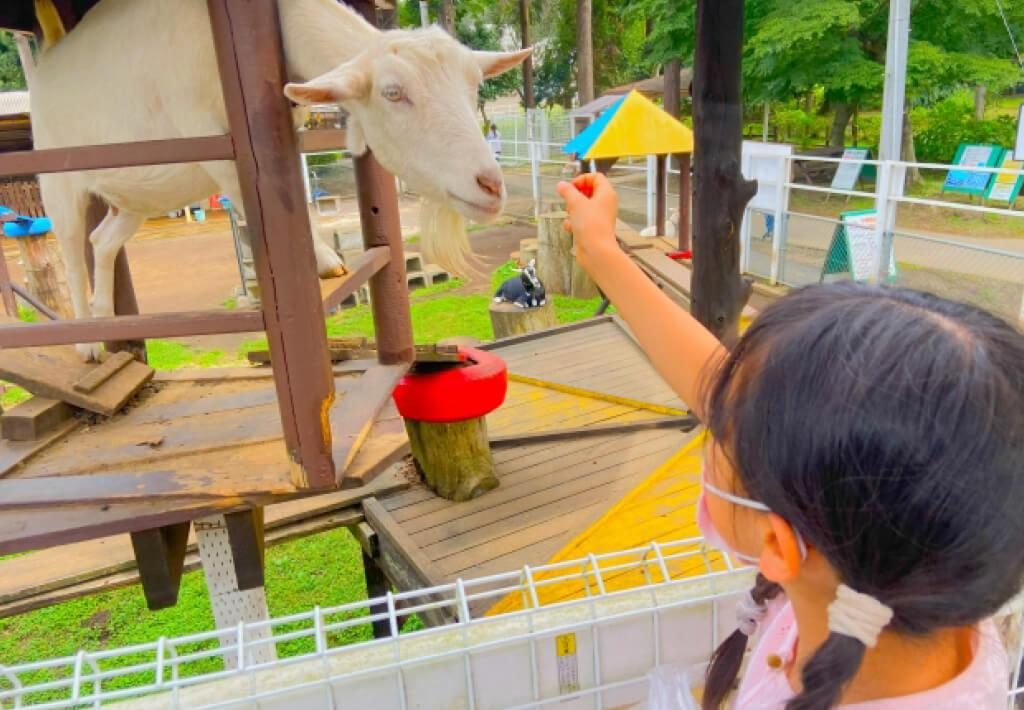 小動物園の柵の上にいる白いヤギに、子どもが手を伸ばして餌をあげている