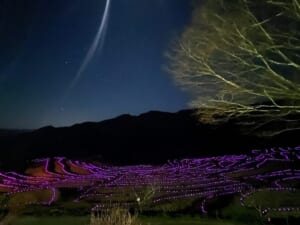 夜の山あいの棚田で、段ごとの縁に沿って紫色のLEDライトが光っている