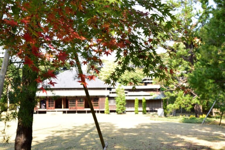 色づき始めたモミジの枝越しに見える戸定邸。瓦屋根の平屋の建物の前に芝生の庭が広がっている