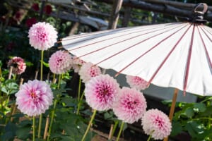 白い和傘の下に、ピンクと白のポンポン状のダリアがいくつも咲いている