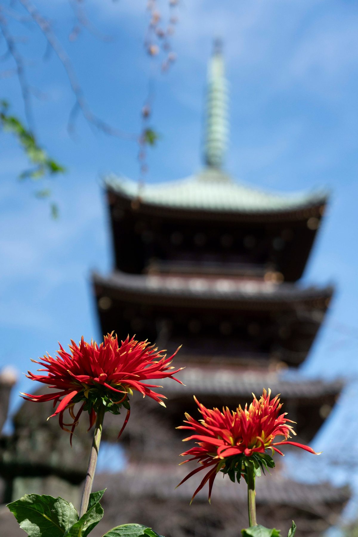 細い花びらの赤いダリア2輪の奥に、ぼかした五重塔と青空