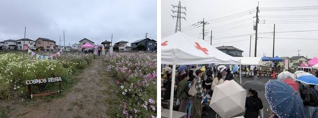 左は「COSMOS FESTA」の看板が立つコスモス畑の小道、右は雨の中テントの下に傘を差した来場者が集まる会場